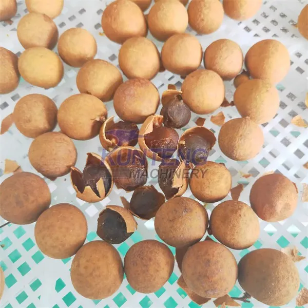 Coffee Beans Dryer Machine Mini Food Dehydrator Industrial Drying Machine Cocoa Beans Drying Machine EPC photo-2