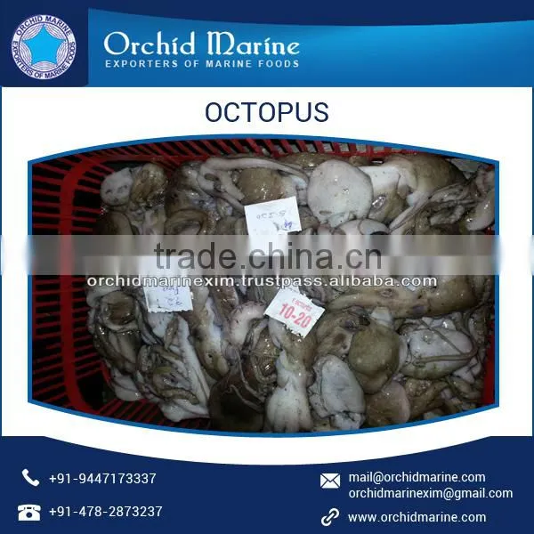 Baby Octopus photo-4