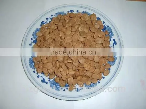 Supply With Chinese New Crop Bitter Apricot Kernels With Good Quality for Sales photo-4