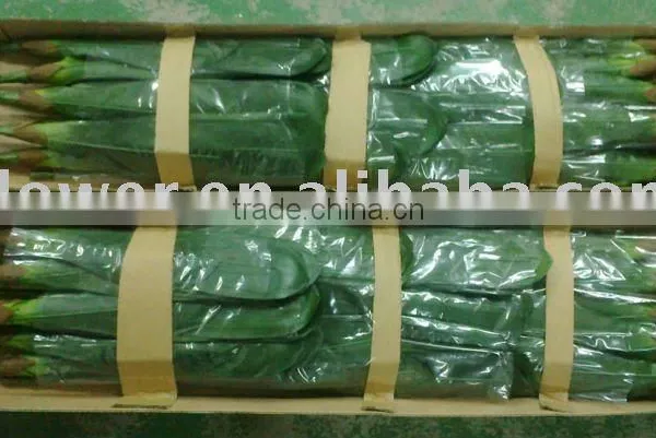 Artificial Plant Manufacturer