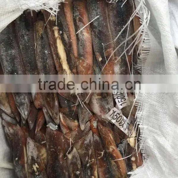 Frozen Squid Bait, Frozen Argentina Squid