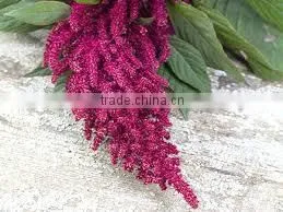AMARANTH GRAIN INDIA OROGIN photo-5