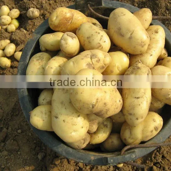 2013 holland fresh potato