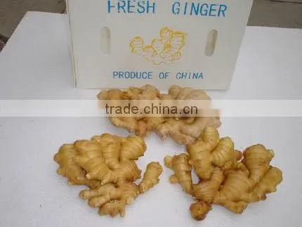 Fresh Type 150g Ginger With Mesh Bag