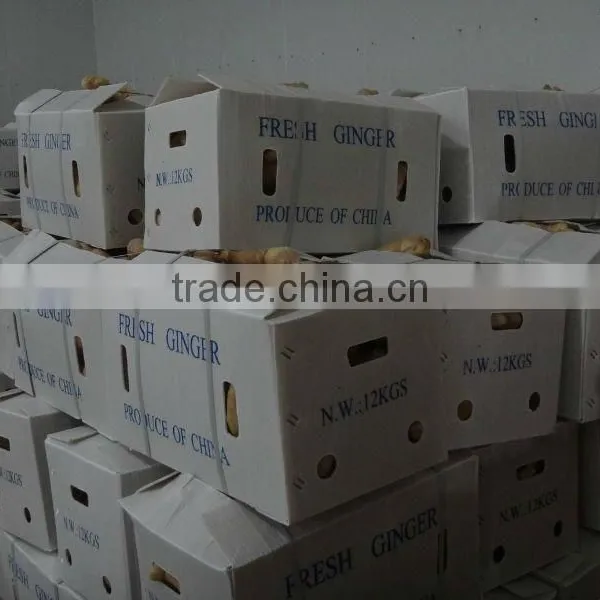 Specification Fresh Ginger photo-5