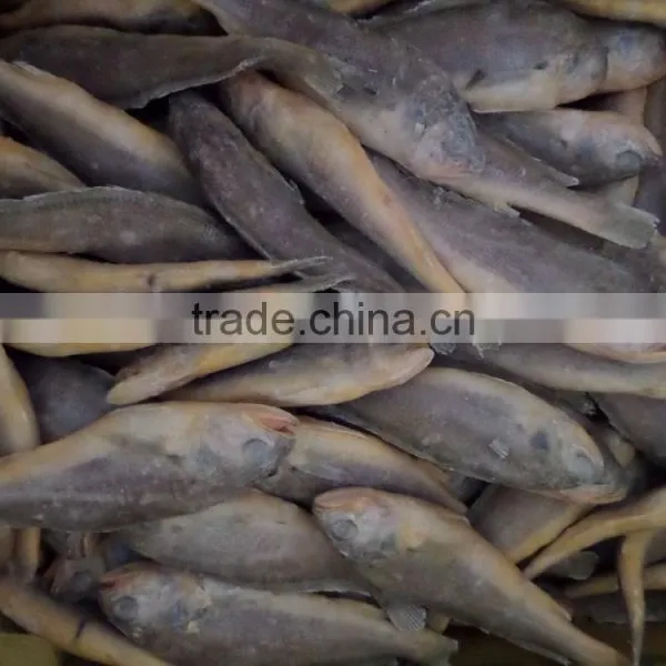 Frozen Yellow Croaker 75/100 G/pc photo-4