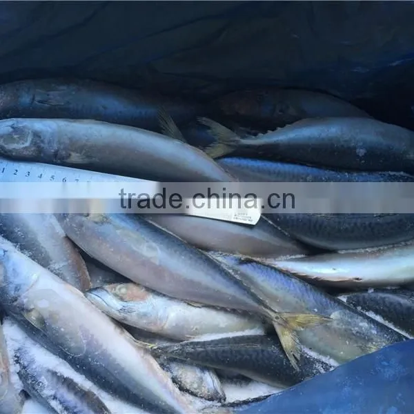 Frozen Pacific Mackerel for Feed Tuna photo-6
