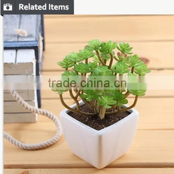 Wholesale China Succulent Plants With Pots photo-2