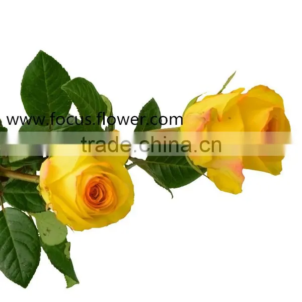 Hot Sale Roses Flowers Ecuador Rose Yellow Crown Rose From Kunming photo-5