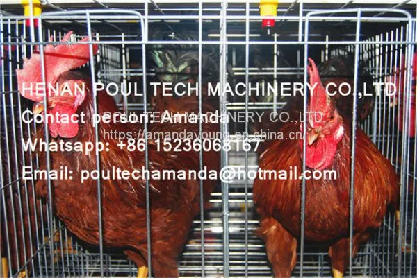 Philippines Chicken Farm Hot Galvanized Cage for Layer & A Frame Battery Hen Cage & Female Chicken Coop for Poultry Farm photo-2