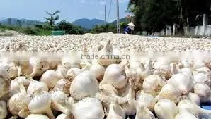 NATURAL GARLIC photo-3