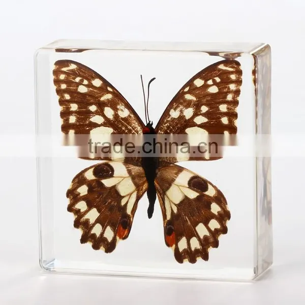 2016 New Style Wholesale Paperweight With Real Butterfly photo-4