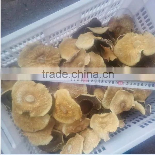 5-7 cm Big Cap Dried Smooth Low Price Shiitake Mushroom/ Mushroom Cap photo-4
