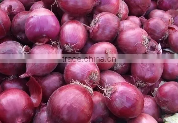 Vegetable Fruit Sorter/fruit Vegetable Sorting Machine/vegetable Fruit Picking Machine photo-3