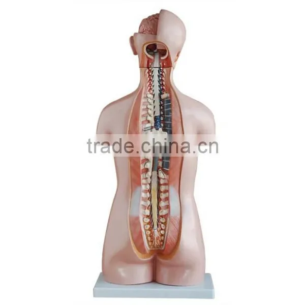 Dual Sex Torso Model With Open Back 17parts photo-2