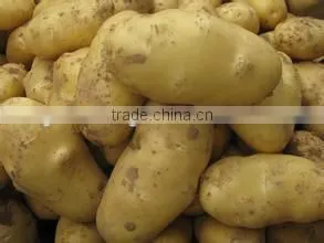 Promotion Offer Mesh Bags Packede Potato