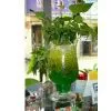 Water Gel the Profissional Manufacture