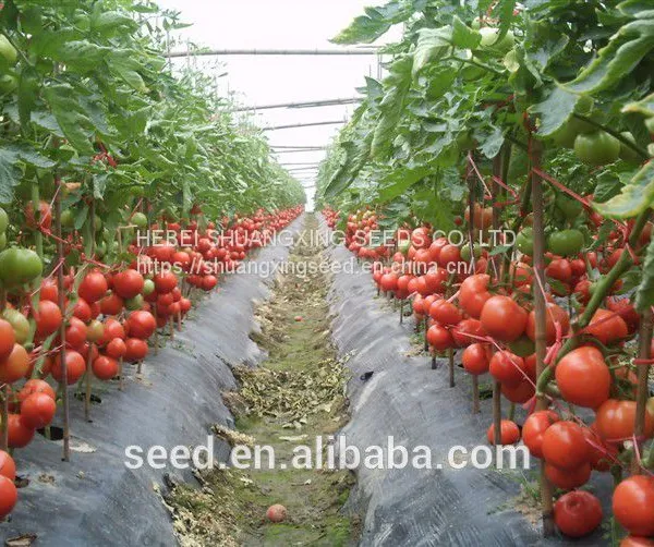 Bright Red Hybrid Tomato Seeds Israel Bonbon Vegetable Seeds