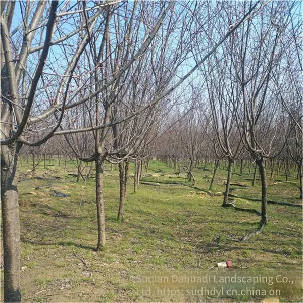 Prices of 8cm, 6cm and 10cm Prunus × Blireana 'meiren' {div}quotation List of Prunus × Blireana 'meiren' photo-5