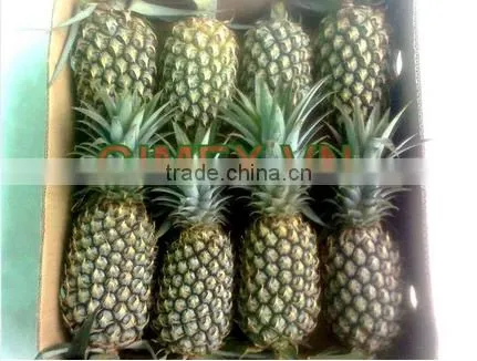 Fresh Pineapple 2015 VN