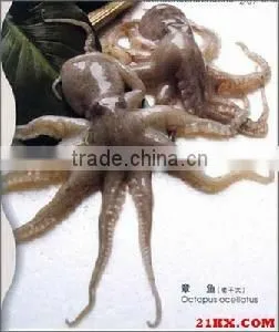 Frozen Seafood Octopus