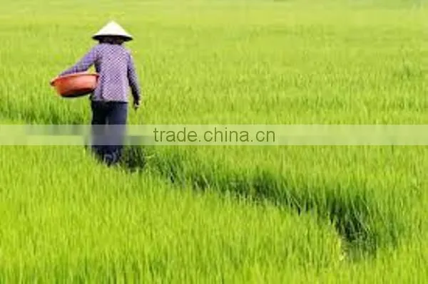 LONG WHITE RICE 100% BROKEN - GOOD FOR HEALTH photo-5