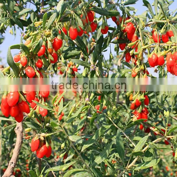 Certificate Organic Goji Berries Wholesale photo-4