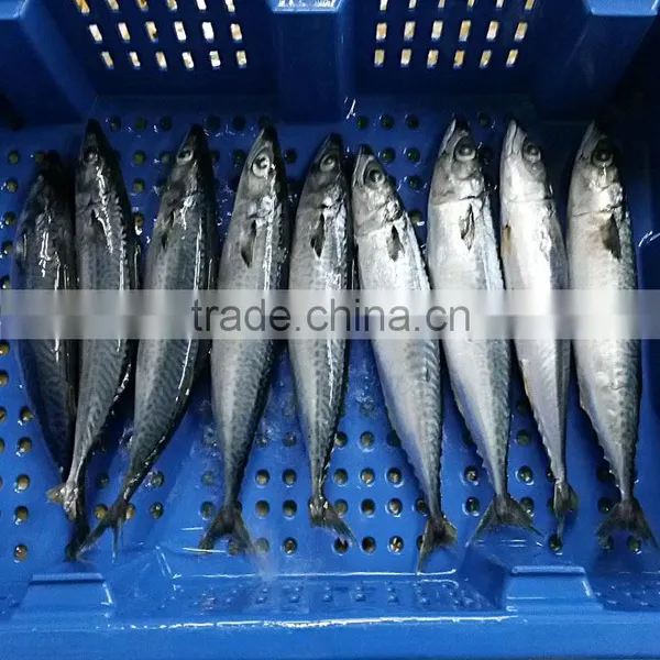HACCP Mackerel Fish photo-3