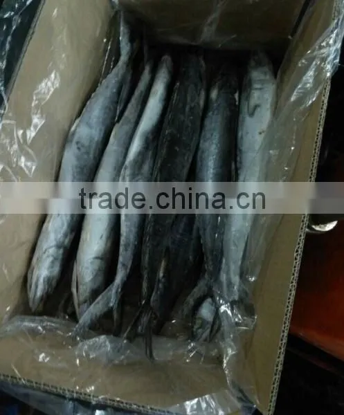 Frozen Spotted Spainsh Mackerel photo-6