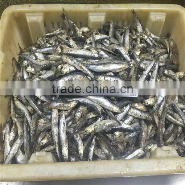 Frozen Block Anchovy photo-3