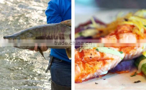 Chum Salmon