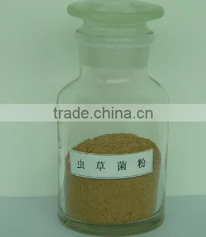 Cordyceps Extract Cordyceps Sinensis