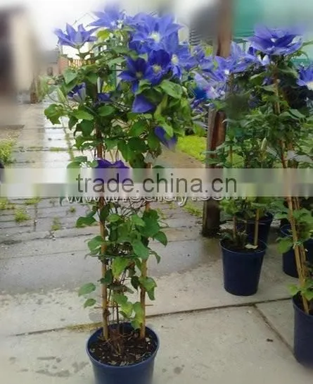 Bamboo Poles Flower Trellis for Garden Support photo-5