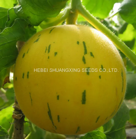 Golden Hybrid Musk Melon Seeds for Planting
