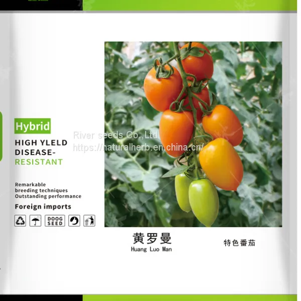 500pcs f1 Sungold Tomato Seeds Yellow Hybrid Tomato Seeds Vegetable for Sale