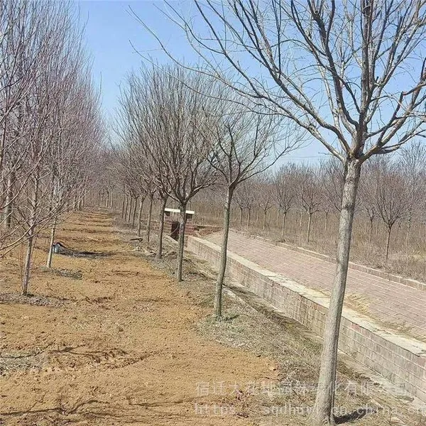 Price of 12 - Centimeter Chionanthus Retusus, Cheap, Guaranteed to Survive