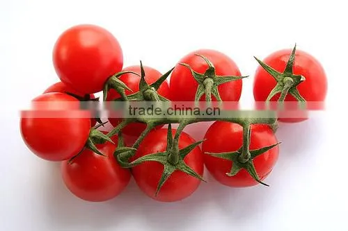 Fresh Tomato