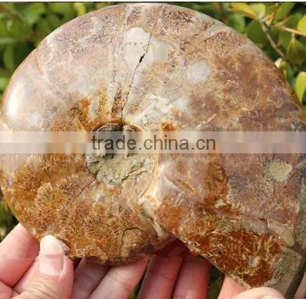 Wholesale Natural Snail Fossils Animals Fossils photo-2