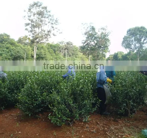 The Best Black Tea From Vietnam photo-5