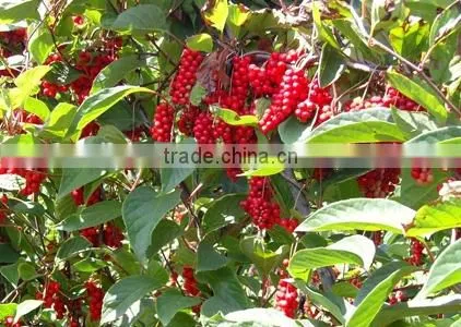 Schisandra Fruit Powder