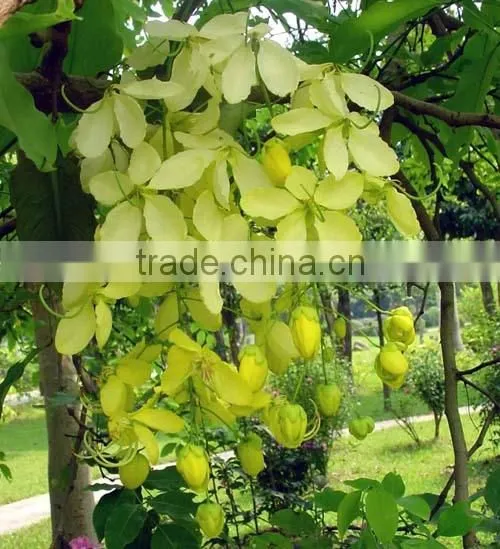 Cassia Fistula Tree photo-4