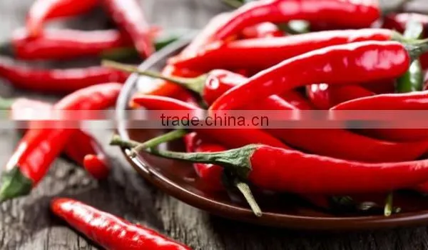 Fresh Chilli- Good Quality Spices for Cooking photo-2