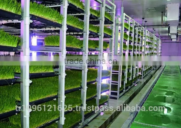 STAR GF300 HYDROPONIC FODDER MACHINE photo-3