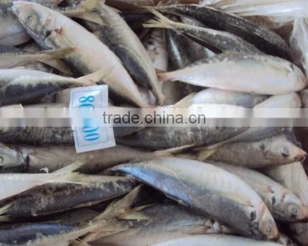 Frozen Whole Horse Mackerel Fish photo-3
