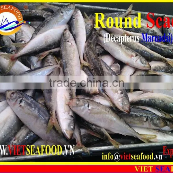 FROZEN WHOLE ROUND MARUADSI (ROUND SCAD) photo-5