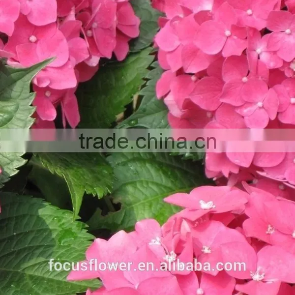 Fresh Cut Dark Pink Hydrangea Artificial Flower For Sale photo-2