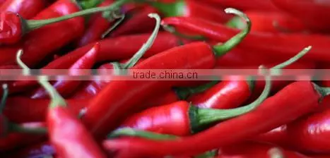 CHILLI photo-1