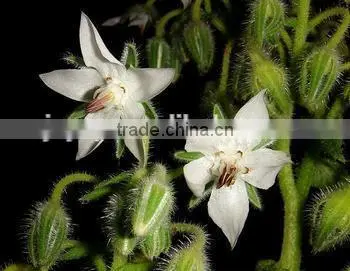 Hot Sale Organic Natural Borage Oil photo-2