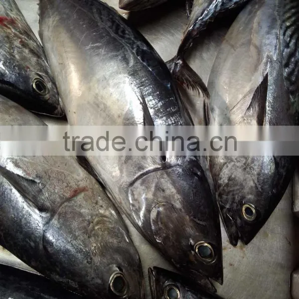Frozen Auxis Thazard Bonito Tuna Fish WR photo-2
