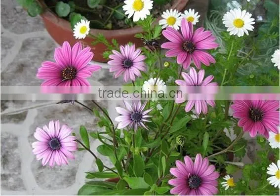 Ecklonis, Osteospermum, Flower Seeds , Herb Seed,vegetalbe Seed,fruit Seed,grass Seed photo-5